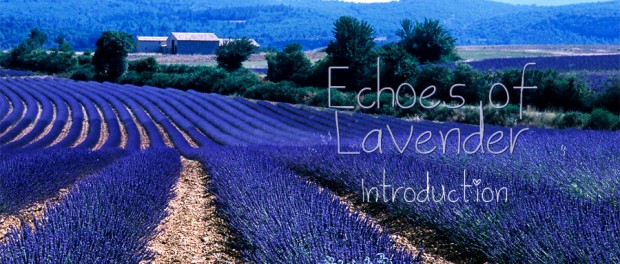 Echoes of Lavender - Intro fields of lavender