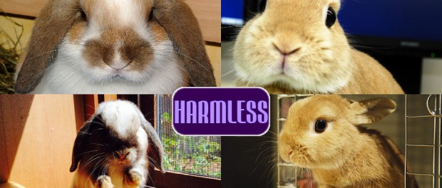 A Harmless Post harmless dwarf bunnies