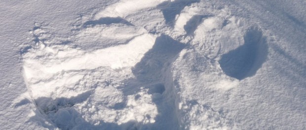 Snow Angel snow angel